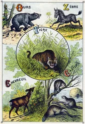 プレート2：熊、シマウマ、虎、鹿、ビーバー。Syllabary alphabet of wild animals "のエングレーヴィング。19世紀末、エピナルの印刷出版社、Serie A. Pellerin et Cie。Chromolithographs 。五十音図と画像を含む8ページの小さな広告アルバム