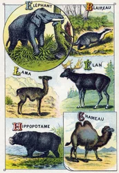 プレート4：ゾウ、アナグマ、ラマ、エラン、カバ、ラクダ。Syllabary alphabet of wild animals "のエングレーヴィング。19世紀末、エピナルの印刷出版社、Serie A. Pellerin et Cie。クロモリトグラフ。シラバスを含む8ページの小さな広告アルバム