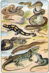 プレート4：蛇、毒蛇、サラマンダー、アスピック、リーチ、Lezard ocelle、Green Lezard。Syllabary alphabet of birds and reptiles"(鳥類と爬虫類の五十音順アルファベット)のエングレーヴィング。19世紀末、エピナルの印刷出版社、Serie A. Pellerin et Cie。クロモリ写真。小さな8ページの広告。