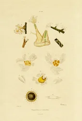 ポリープ、1833-39