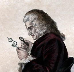 フランスの博物学者、ベルナールドジュシウ（1699-1777）の肖像。