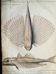翼のある魚の横顔と背中、ブラジル・ビッグアイランド、フランスのCompagnie royale de la Mer du Sudの船長Jacques Gouin de Beauchesne（1652-1730）が1698年から1701年まで使用した航海日誌からの水彩画