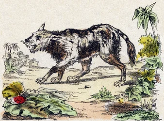 クワチー（南米のライオン・ドッグの一種）。Alphabet des animaux sauvages "に掲載されている図版。9th Serie.エピナルのイメージ、ペラン、印刷出版社、1870年頃。木にステンシルで描かれた版画。16ページ。16ページ。厚さ20×15cm。個人蔵