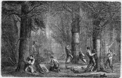 リエージュ・オーク（オーク・リエージュ）の樹皮の再利用。1864年12月3日発行の "Le Monde Illustré "399号に掲載されたルイ・フィギエの "Histoire des plantes "に掲載された図版。