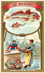 アカムツ（クロモリソウ