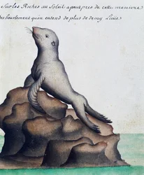 アザラシ、ガラパゴス諸島、ジャック・グワン・ド・ボシェンヌ（1652-1730）の航海日誌からの水彩画、1698年から1701年まで、フランスのCompagnie royale de la Mer du Sudの船長