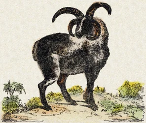 羊。Alphabet des animaux sauvages "に掲載されている版画です。9th Serie.エピナルのイメージ、ペラン、印刷・出版業者、1870年頃。木にステンシルで描かれた版画。16ページ。16ページ。厚さ20×15cm。個人蔵