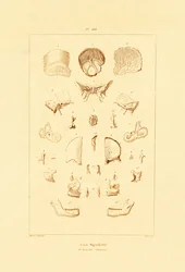 スケルトン、1833-39