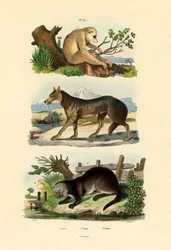 ナマケモノ、1833-39