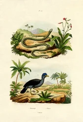 ヘビ、1833-39