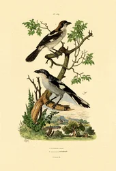 サザングレイモズ、1833-39