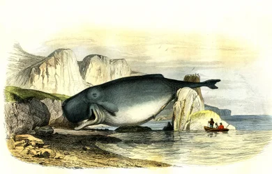 マッコウクジラ（Physeter macrocephalus） - Bernard Germain de Lacepede (1856-1925)のHistoire Naturelleより抜粋、P.Furme版、パリ