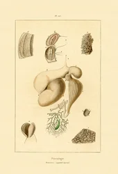 胃、1833-39