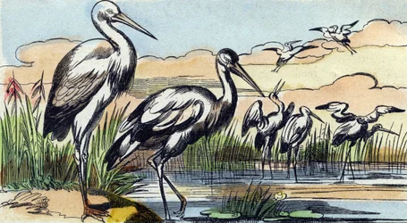 コウノトリ。Buffon Alphabet des Oiseaux n 1 "のエングレーヴィング。3rd Serie N 1. Imaging of Epinal, Epinal, late 19th century.16ページ。ディム：28x21cm