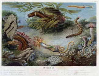 Sunapte de Duvernoy - Alfred Fredol.編「Le Monde de la Mer」にて。Paris, Hachette.