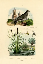スウィフト、1833-39