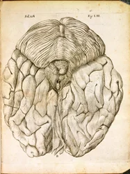 脳の構造、1662年、ハーグで出版されたルネデカルト（1596-1650）によるデホーミネフィグリスから