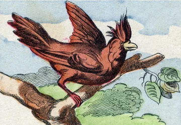 枢機卿。Buffon Alphabet des Oiseaux n 2 "に掲載されている彫刻。3rd Serie N 2.エピナルの画像化、エピナル、19世紀後半。16ページ。ディム：28x21cm