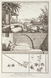 A.プロヴォスト（fl.1834-55）、c.1760によって彫刻されたデニスディドロ（百科事典）（1713-84）の百科事典からの綿の栽培