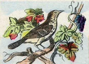 ツグミ。Buffon Alphabet des Oiseaux n 1 "のエングレーヴィング。3rd Serie N 1. Imaging of Epinal, Epinal, late 19th century.16ページ。ディム：28x21cm