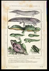 レンゲード博士の本からの魚の両生類への移行、1880年頃