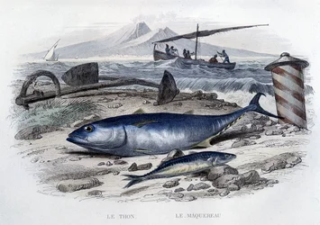 マグロとマカロニ - Lacépède, T.II, ed. Furne et Cie, Parisの "Histoire naturelle "にて。