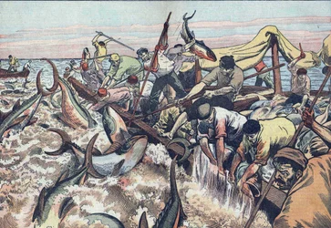 チュニジアのマグロ漁：1925年