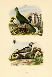 トゥラコ、1833-39