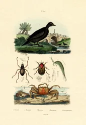 ビロードキンクロ、1833-39