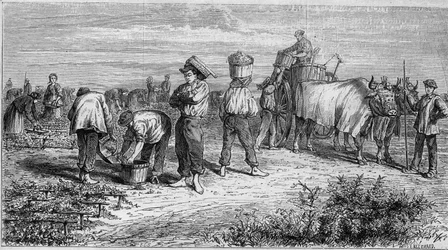 メドックのブドウ栽培：収穫時のブドウの摘み取り。1868年1月11日付「Le Monde Illustré」561号に掲載された図版。