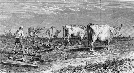 メドックのブドウ栽培：牛が引く鋤のおかげでブドウ畑を耕している。1868年1月11日付の "Le Monde Illustré "561号に掲載された図版。