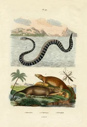 ウォーターラット、1833-39