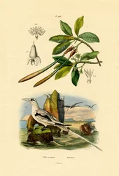 シラオネッタイチョウ、1833-39