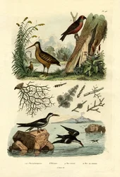 ヤマシギ、1833-39