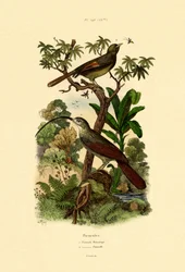 ウッドクリーパー、1833-39