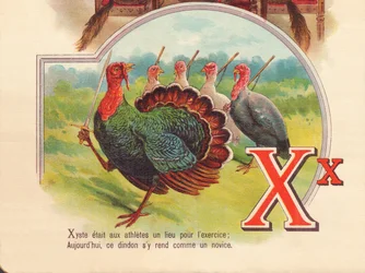 X：Xysteはアスリートが運動する場所でした。今日、この七面鳥は初心者のようにそこに行きます