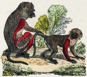 ヤルク。Alphabet des animaux sauvages "に掲載されている版画です。9th Serie.エピナルのイメージ、ペラン、印刷・出版業者、1870年頃。木にエングレービング、ステンシル。16ページ。16ページ。厚さ20×15cm。個人蔵