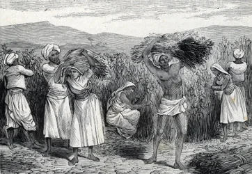 ペルーで収穫するスミラックス（サルサパリル）またはラフバインドウィード（彫刻）1888年