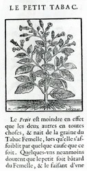 ル・ペリ・タバック、ジャン・ル・ロワイエ・ド・プラード作「Discours du Tabac」のイラスト、1671