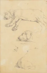 犬の研究: ヴァルトマンとアミ