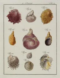 海の貝殻：Chaes、Pinnae、Neues systematisches Conchylien-Cabinet、1784（手塗りのエッチングと彫刻）