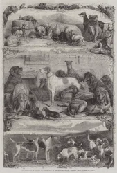 ホルボーン、動物賞、馬の貯蔵所でのスポーツと他の犬の展示