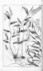 HerbariumamboinenseからのCanthariferaおよびFlagellariaindica、
