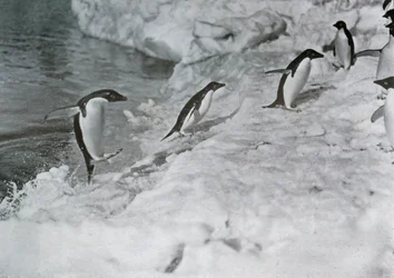 ペンギンはアイスフットに飛び乗る、c1911、1913。