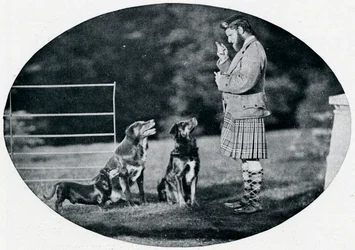 フランシスクラーク氏、クイーンズギリー、お気に入りの犬3匹、c1899、1901