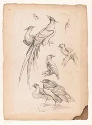 おそらく極楽鳥を含む8羽の中国の鳥 いろいろな中国の鳥（連載タイトル） Livre des differentes éspeces d