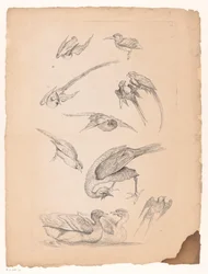 アヒルやオウムを含む11羽の中国の鳥 いろいろな中国の鳥（連載タイトル） Livre des differentes éspeces d