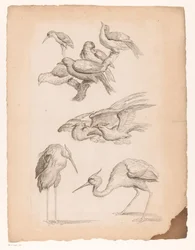 サギやカワセミを含む9羽の中国の鳥 いろいろな中国の鳥（連載タイトル） Livre des differentes éspeces d