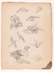 アヒルやカワセミを含む14羽の中国の鳥 いろいろな中国の鳥（連載タイトル） Livre des differentes éspeces d