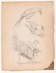 4羽の中国の鳥、おそらく極楽鳥 いろいろな中国の鳥（連載タイトル） Livre des differentes éspeces d